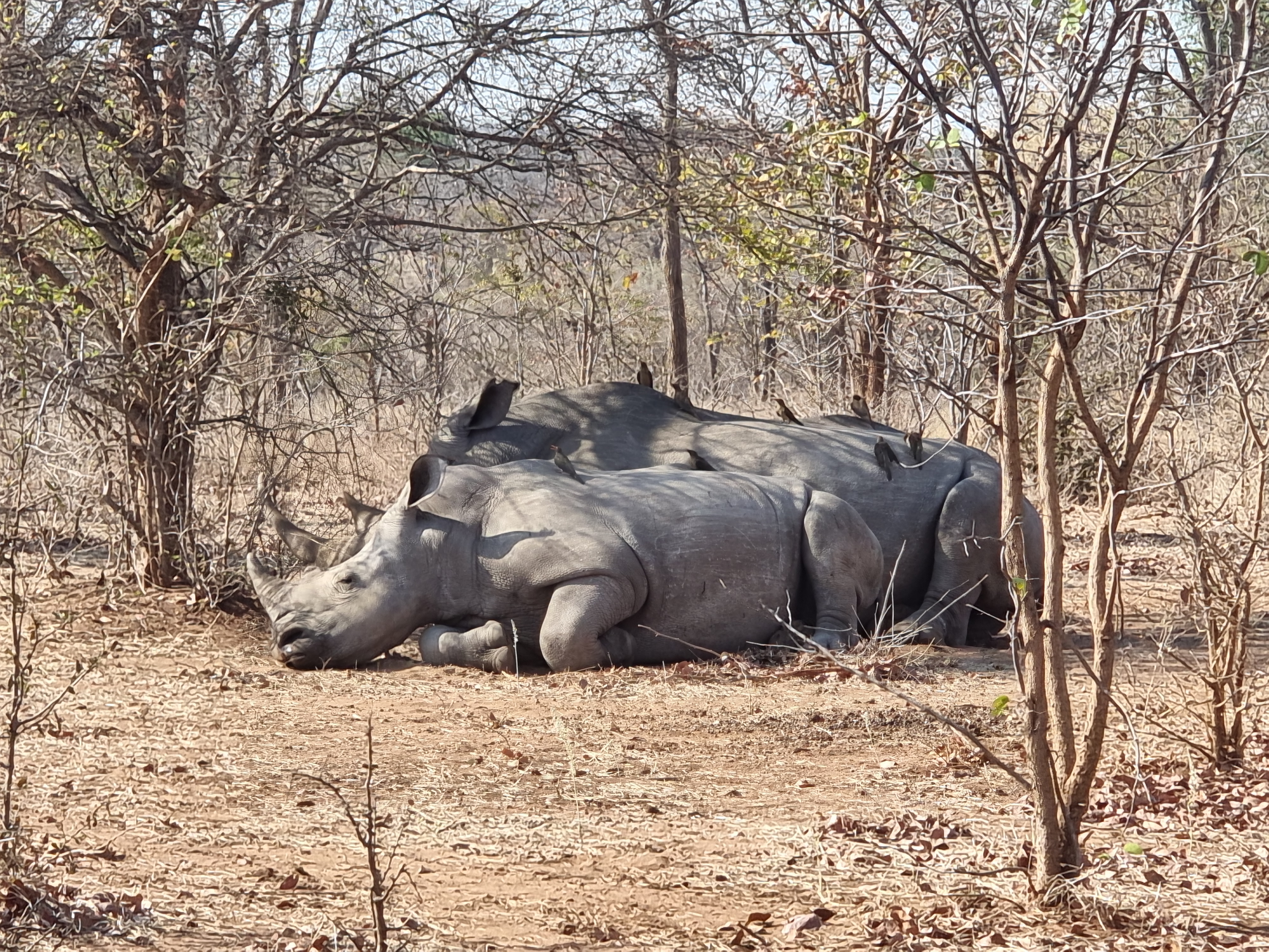 rhino mosi-oa-tunya national park zambia