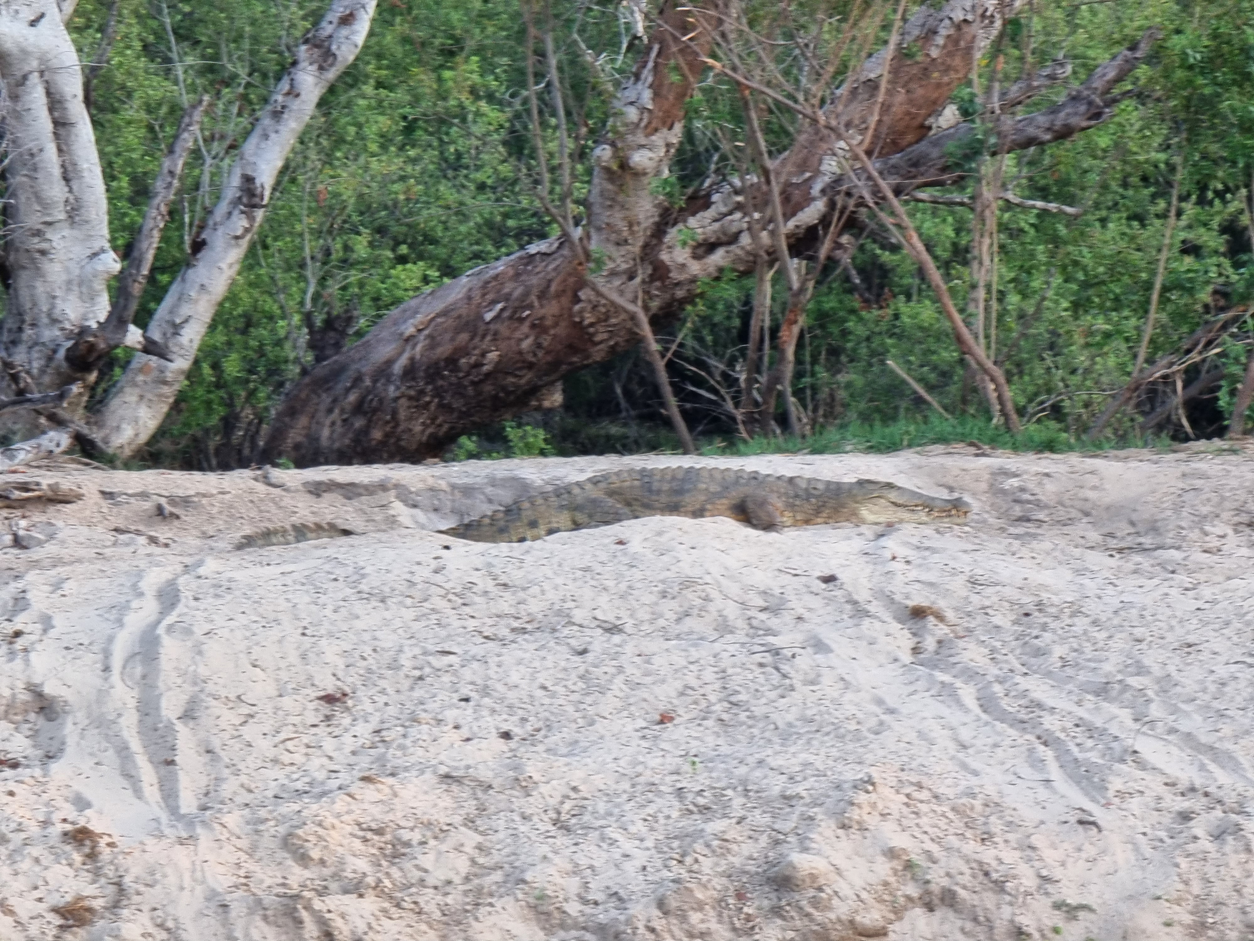 zambezi cruise crocodile