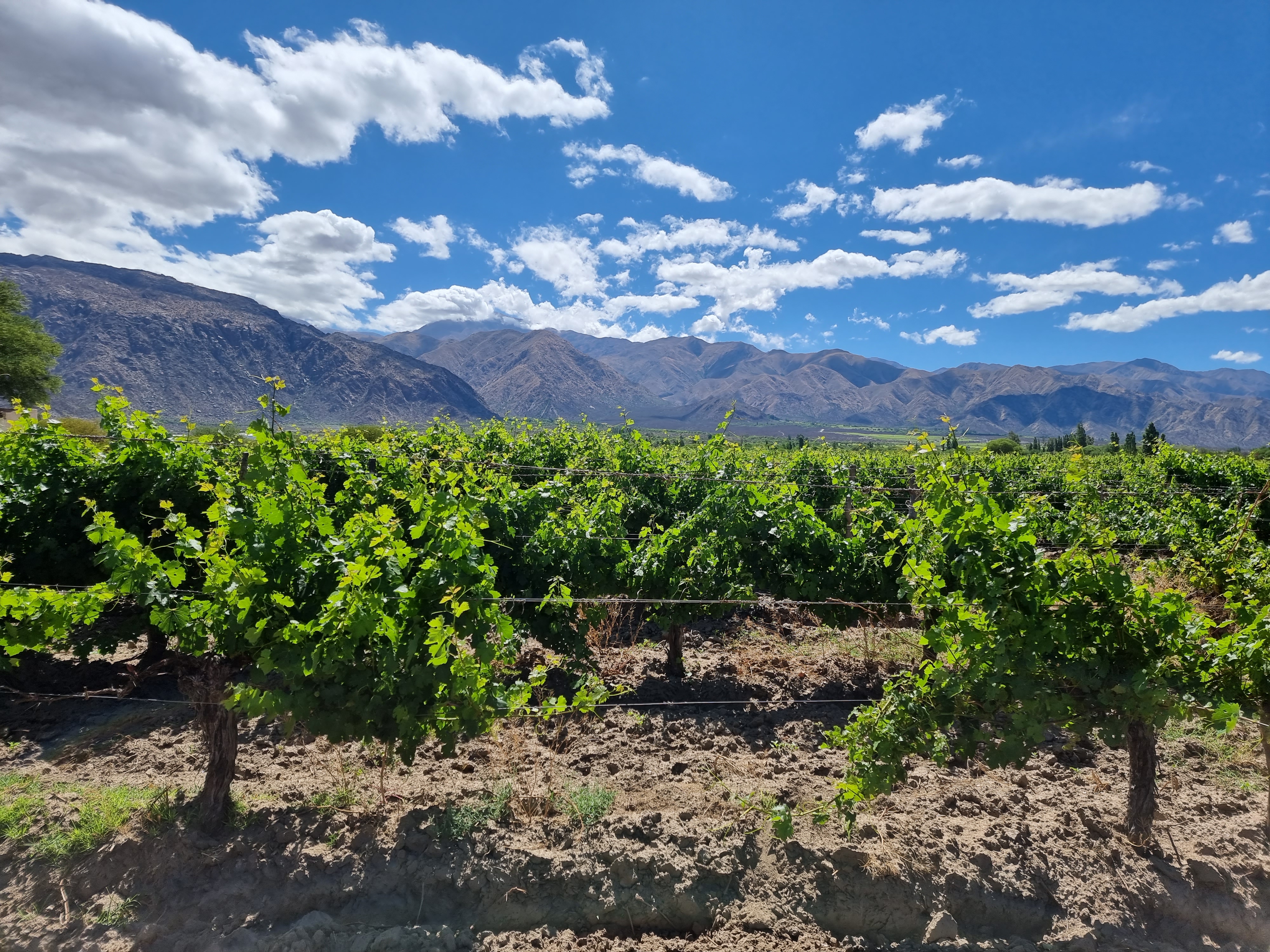 argentina wine cafayate