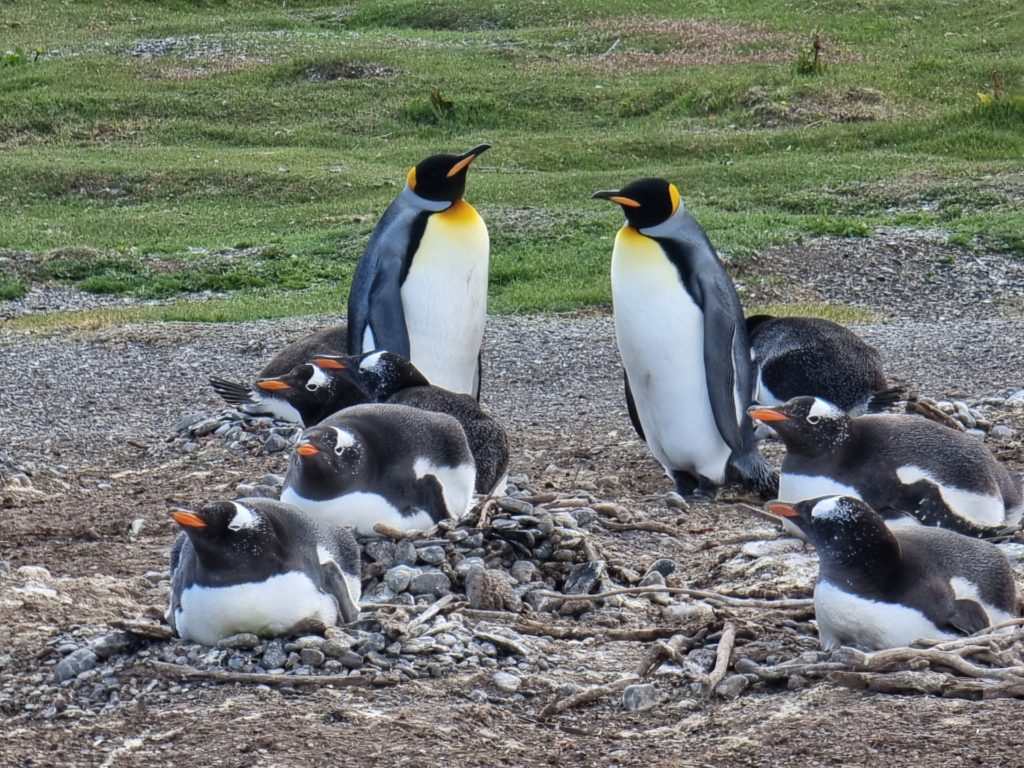 argentina king penguins