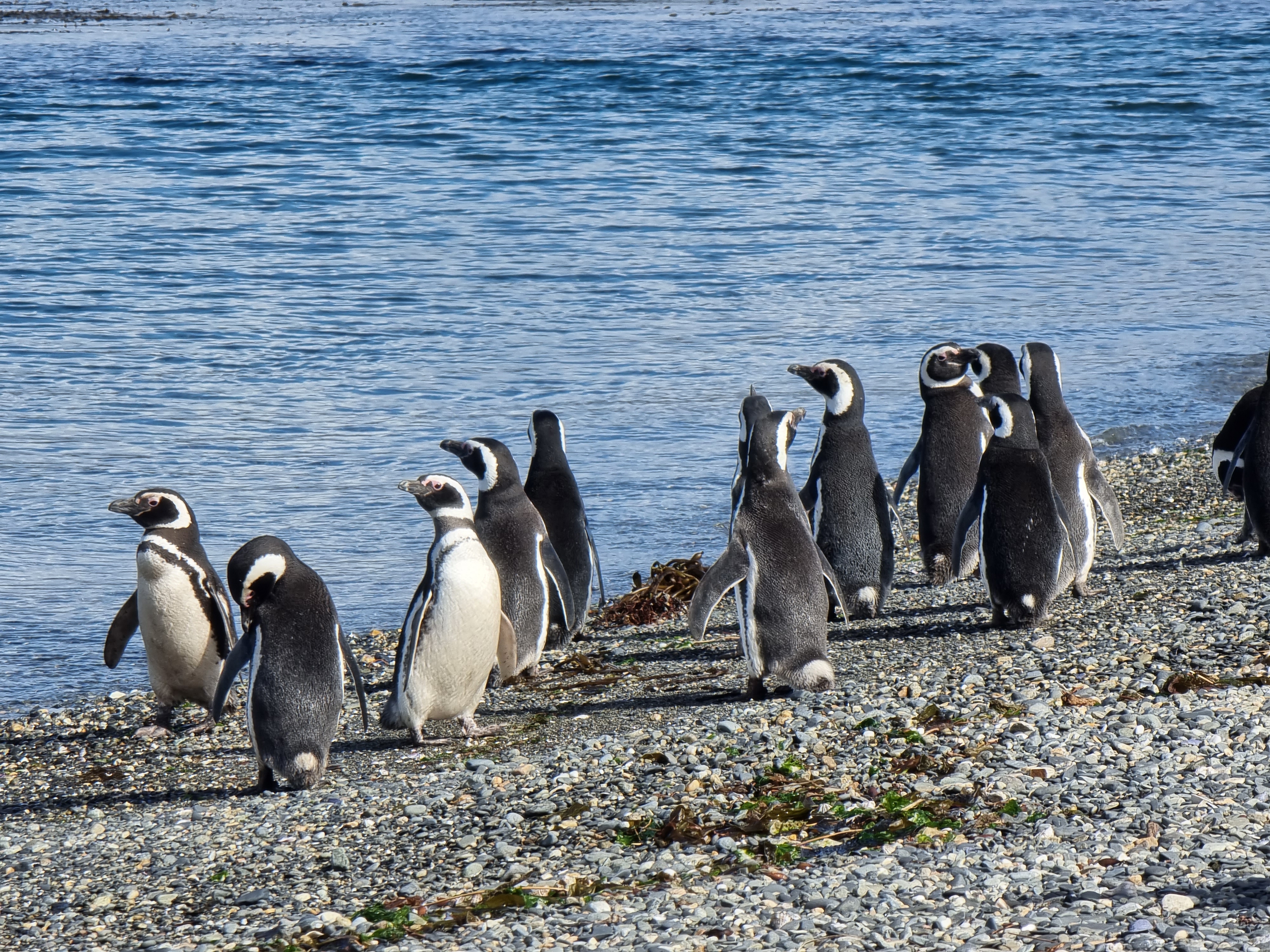 argentina penguins