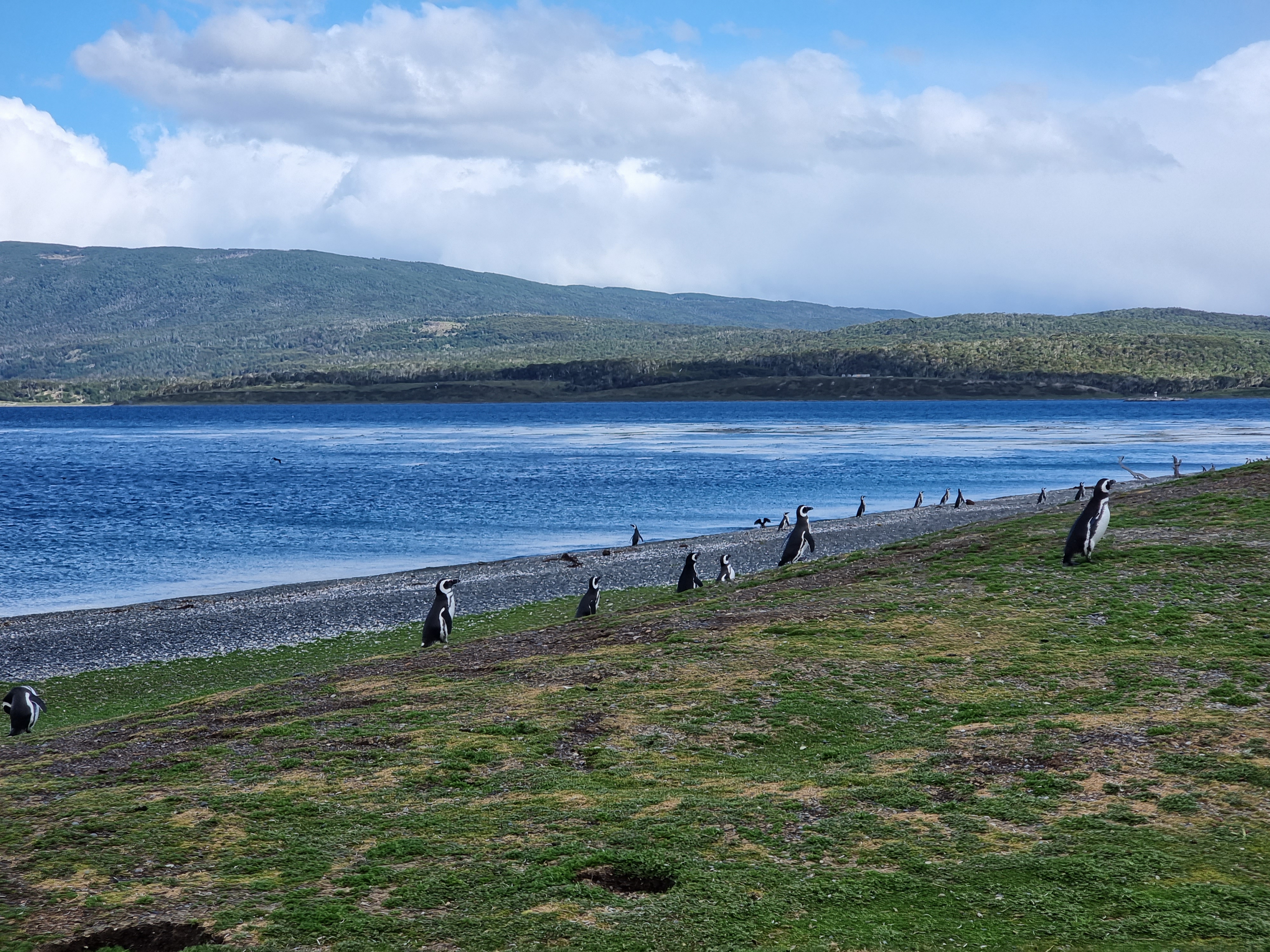 argentina penguins