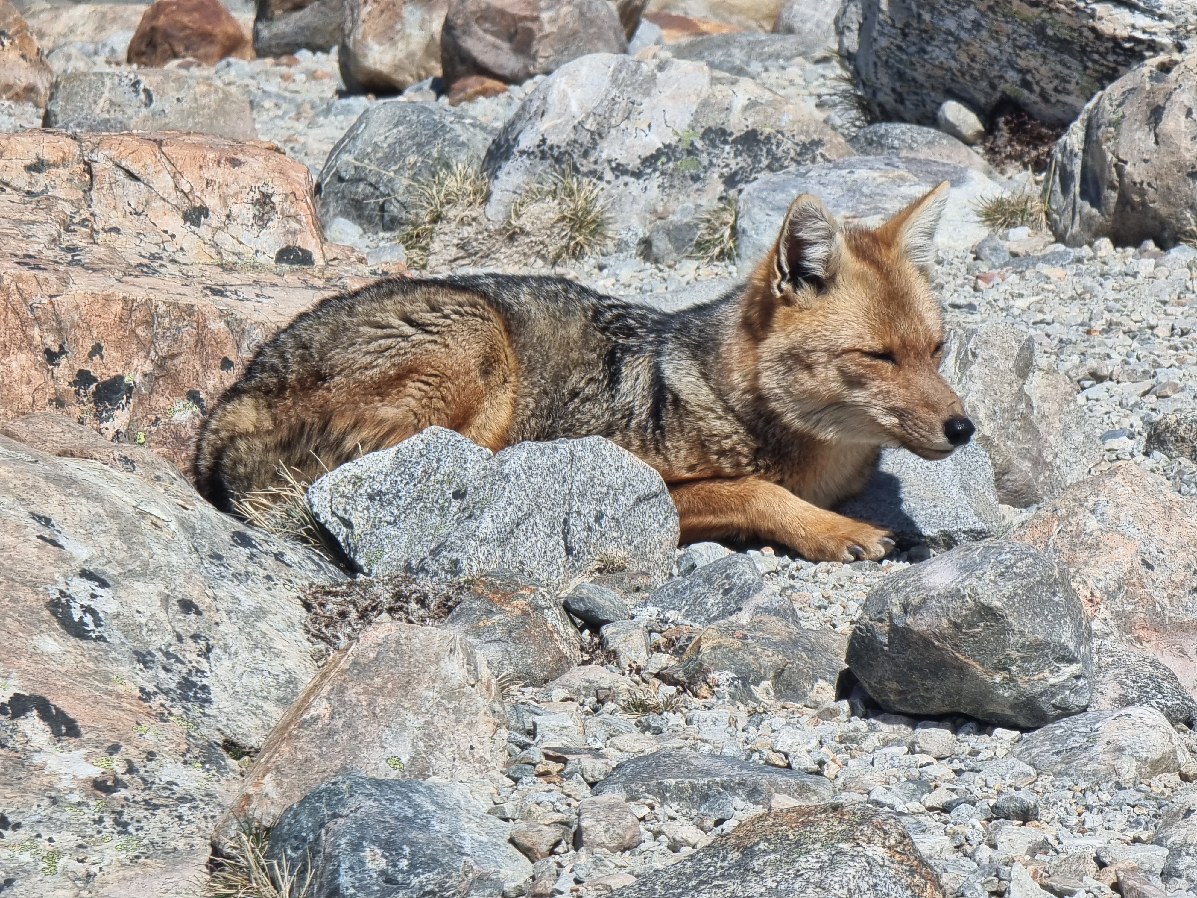 argentina patagonia fox