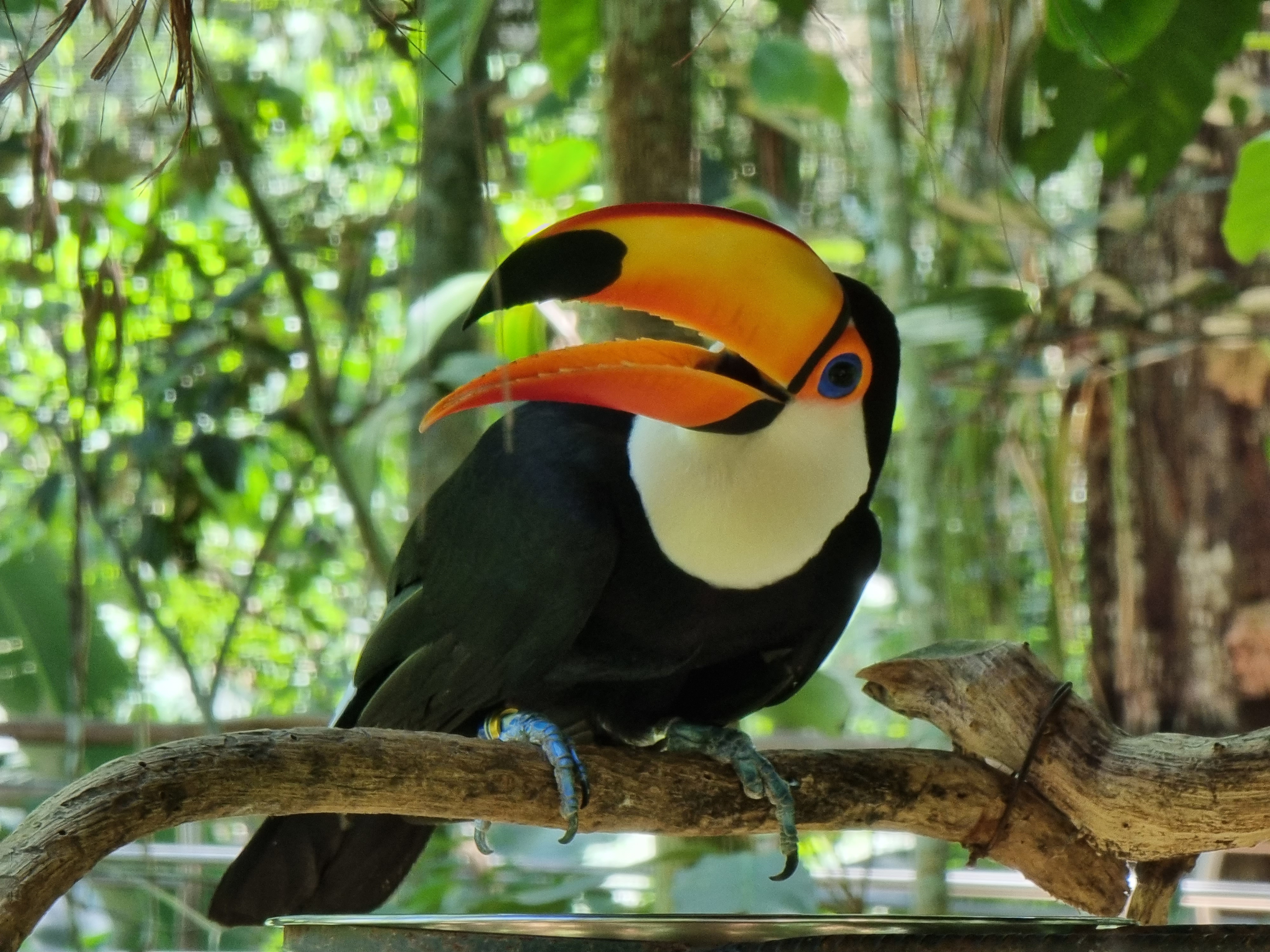 parque das aves foz do iguacu