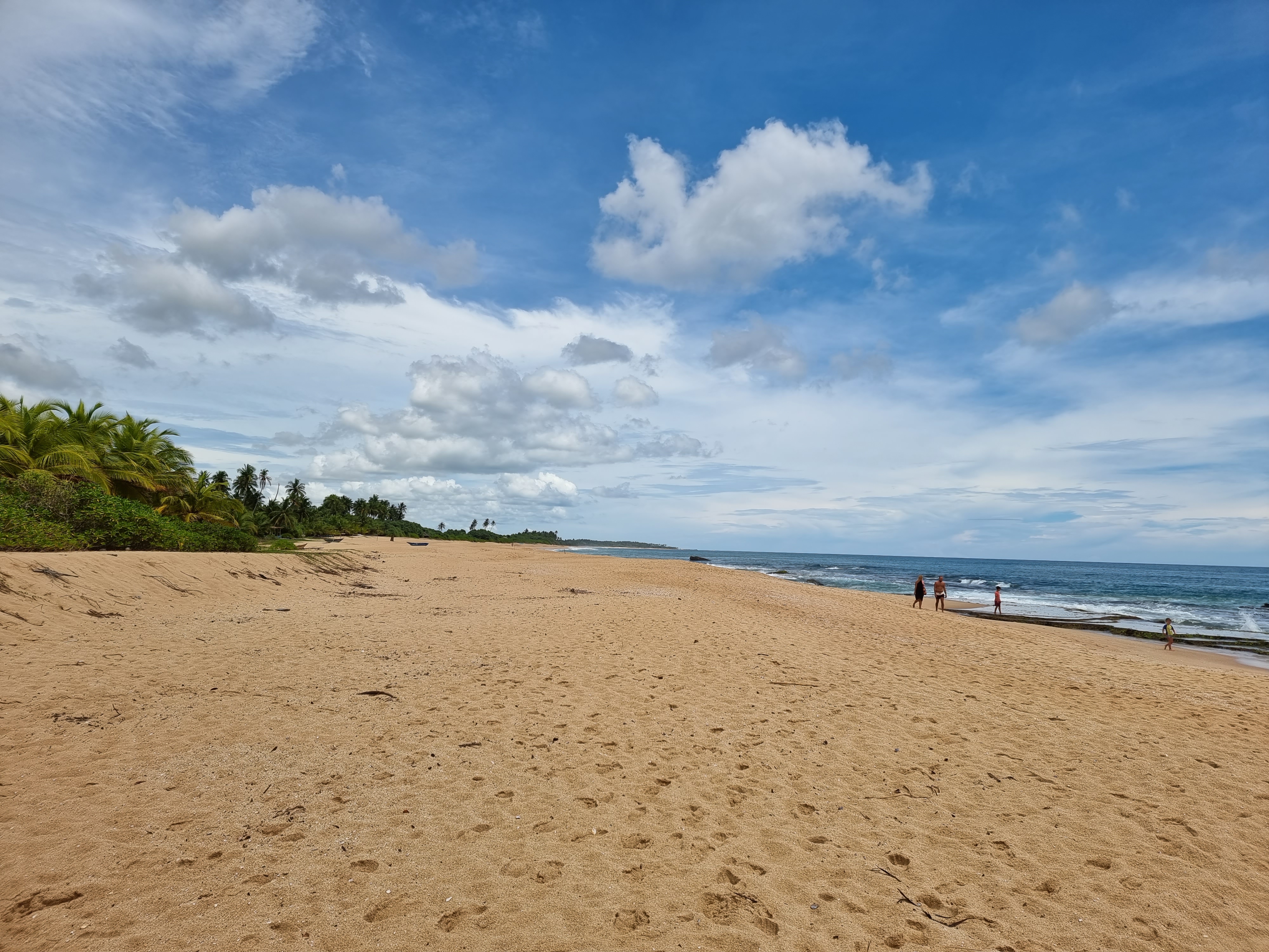 mangrove beach tangalle