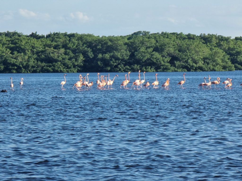 Caroni Bird Sanctuary flamingos