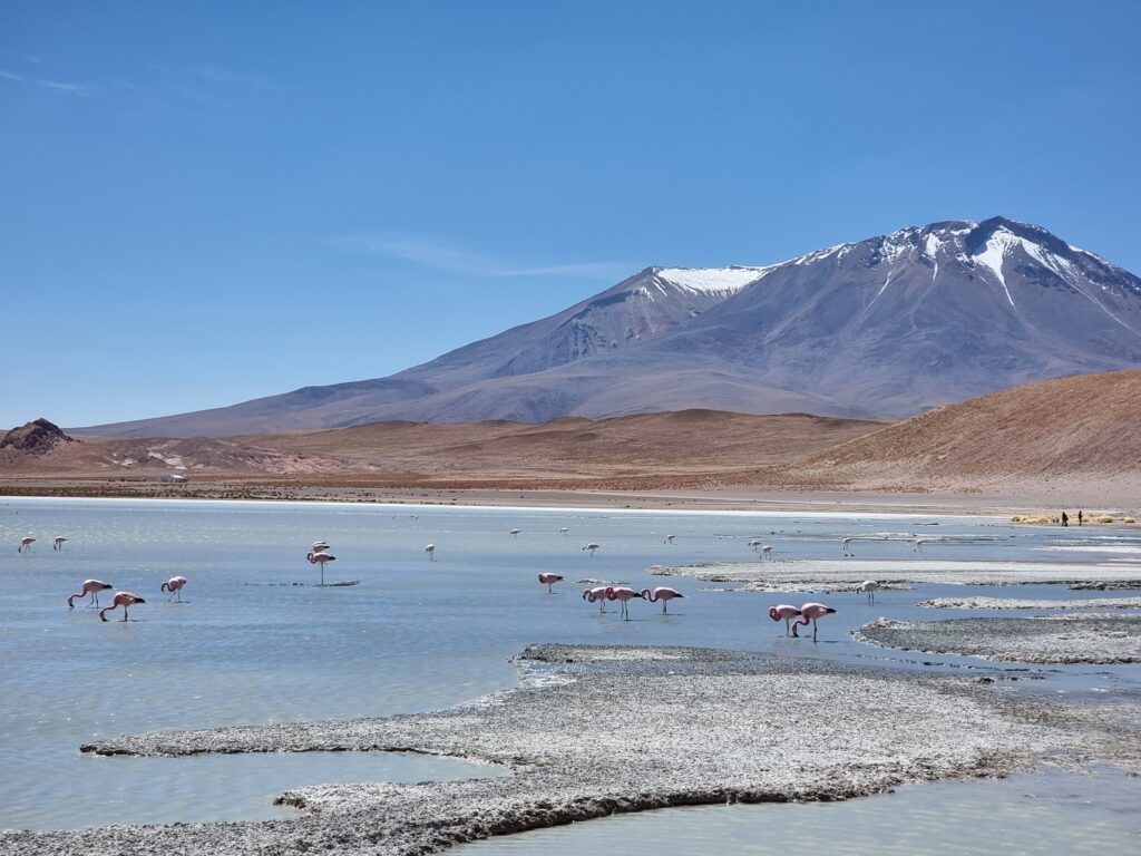 flamingos salar de uyuni