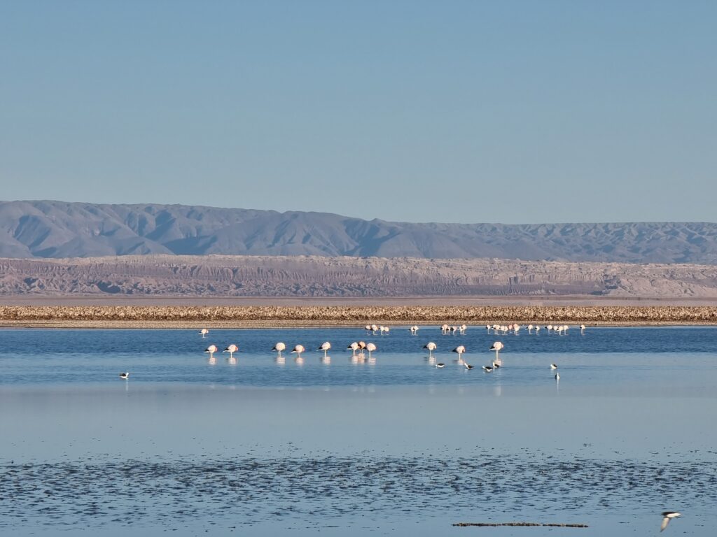 flamingos san pedro de atacama