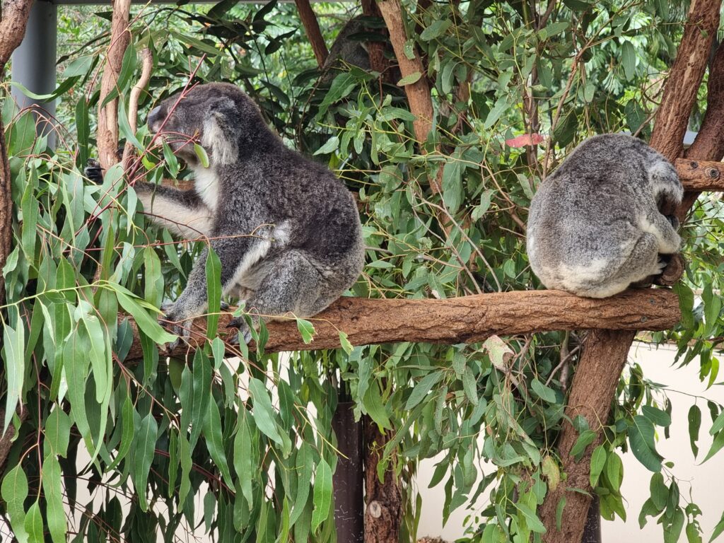 australia lone pine koala sanctuary