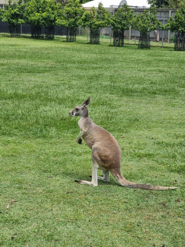 lone pine koala sanctuary