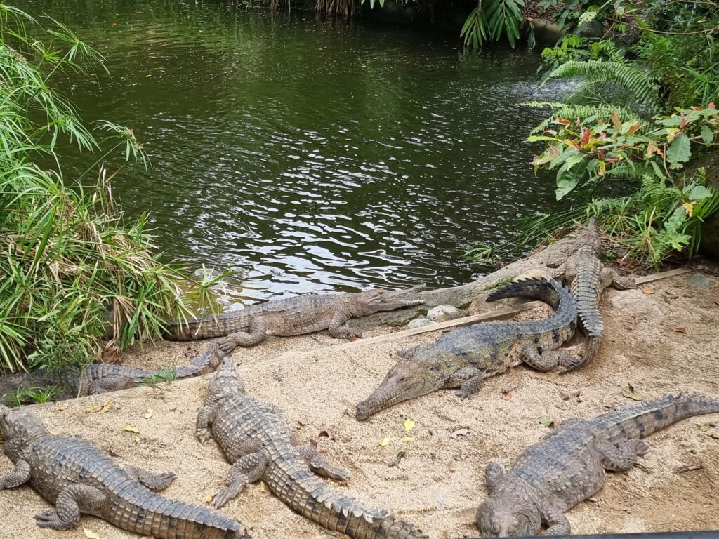 kuranda crocodiles