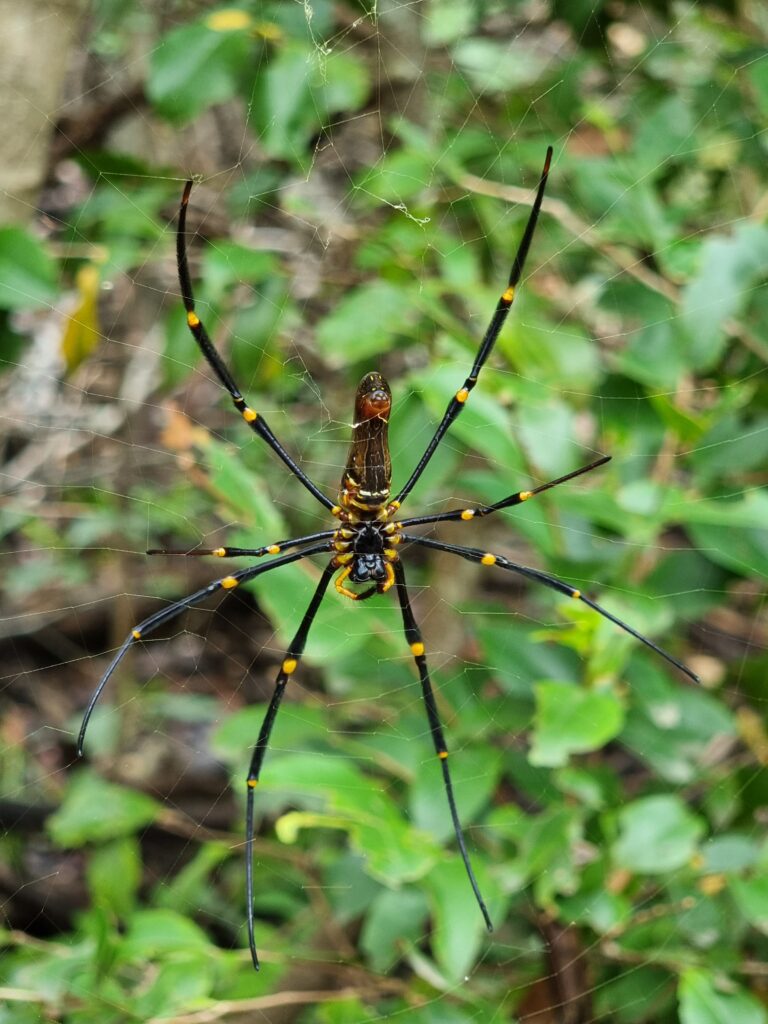 spider whitsunday islands