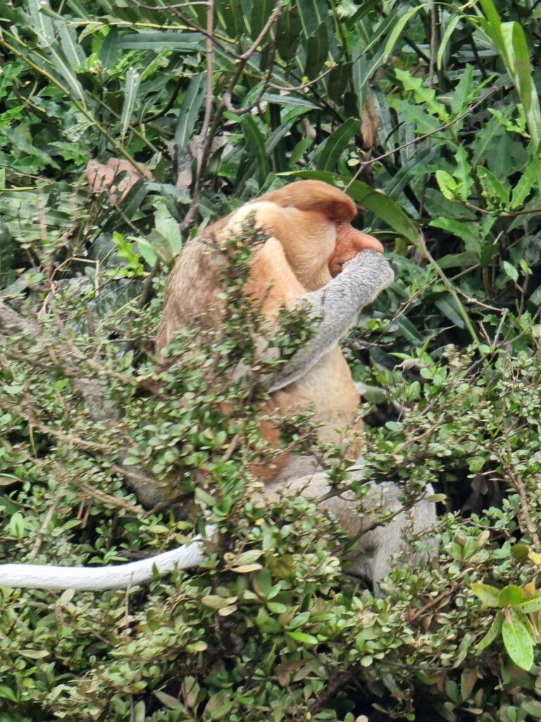 Proboscis Monkey bruneo