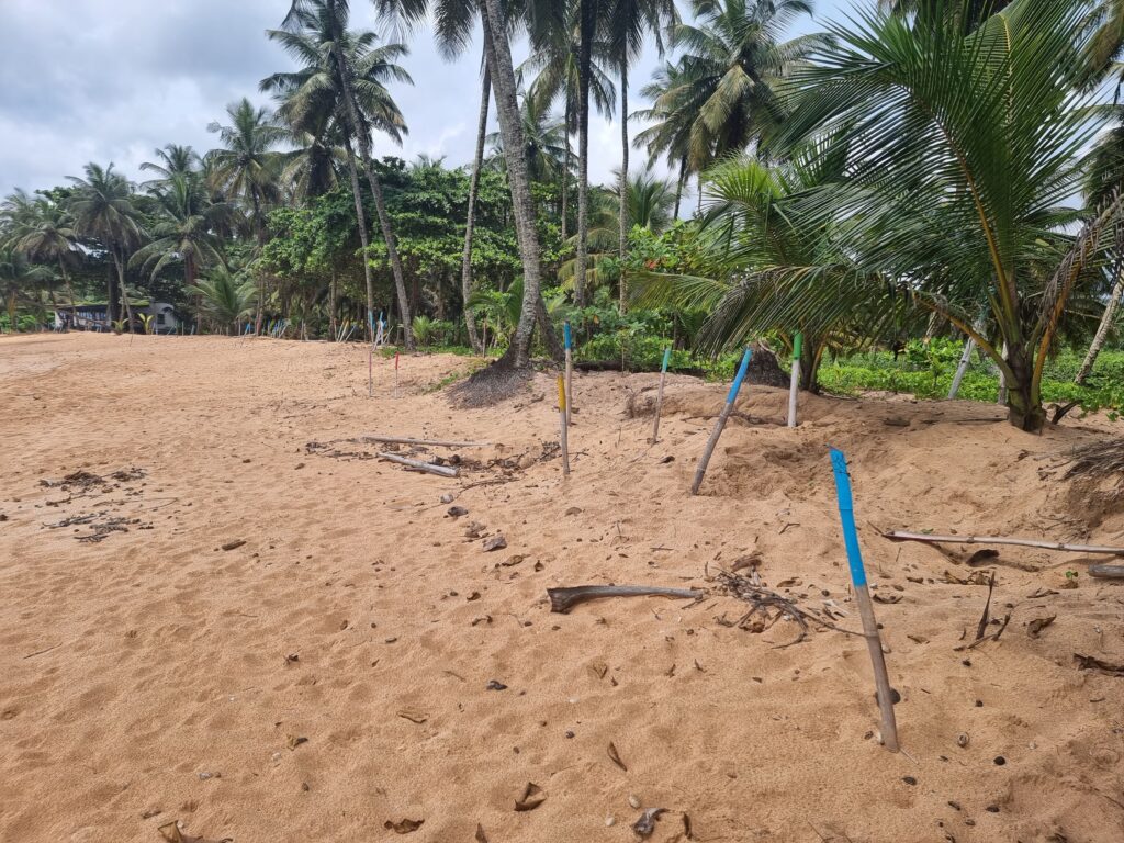 praia jale turtle nests