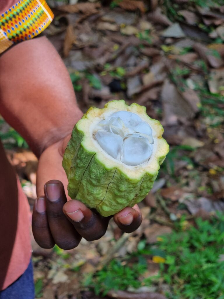 são tomé & príncipe cocoa