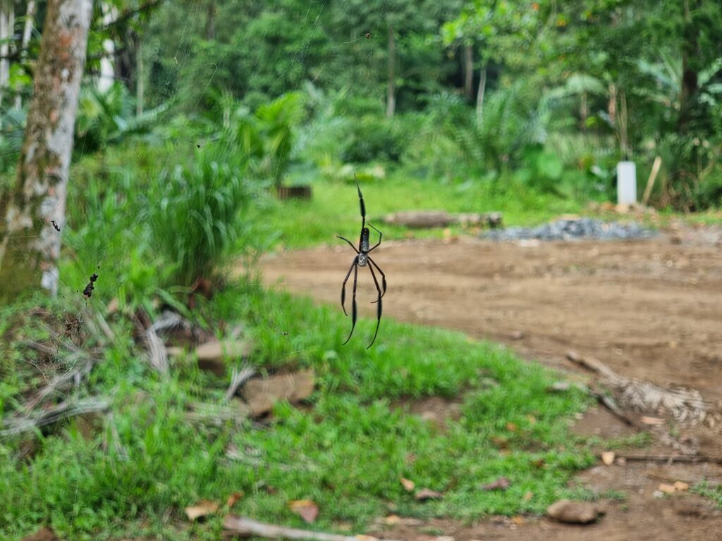 sao tome principe spider