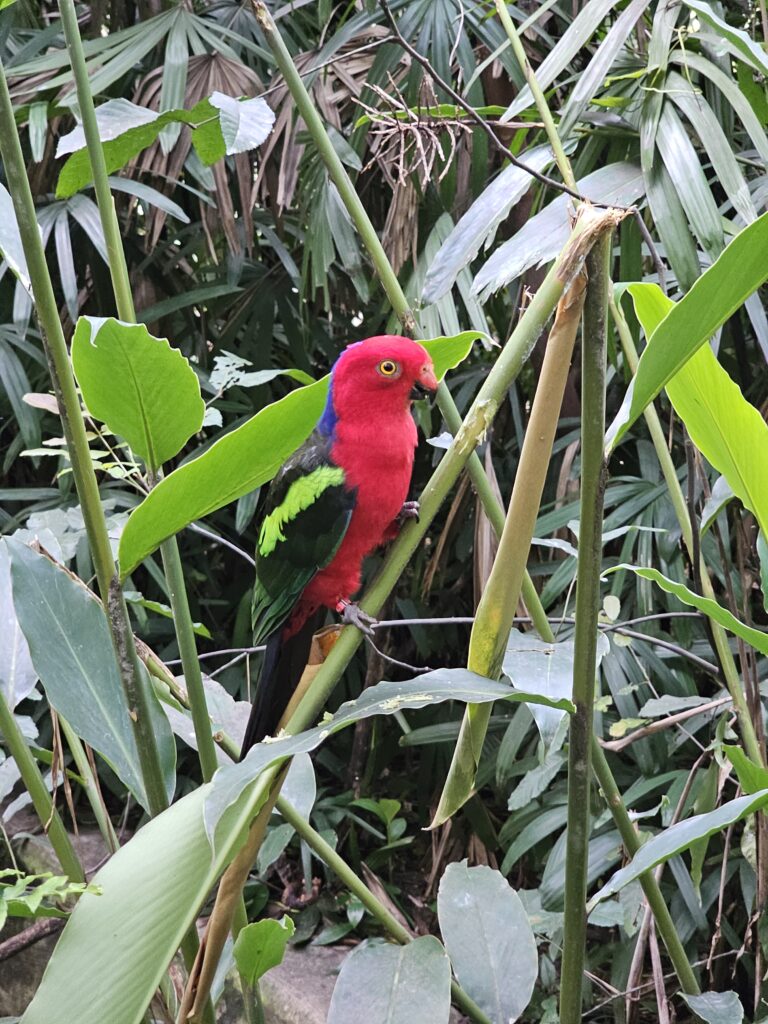 port moresby nature park