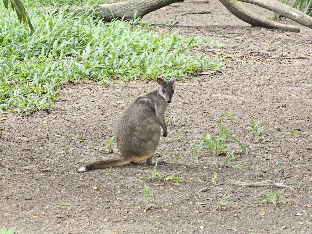 port moresby nature park