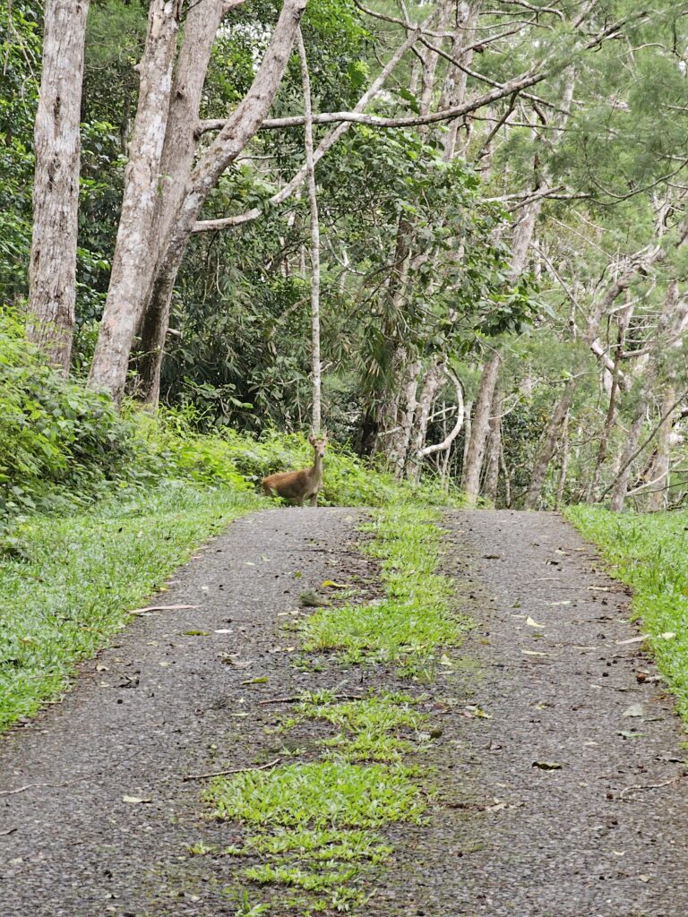 deer varirata national park