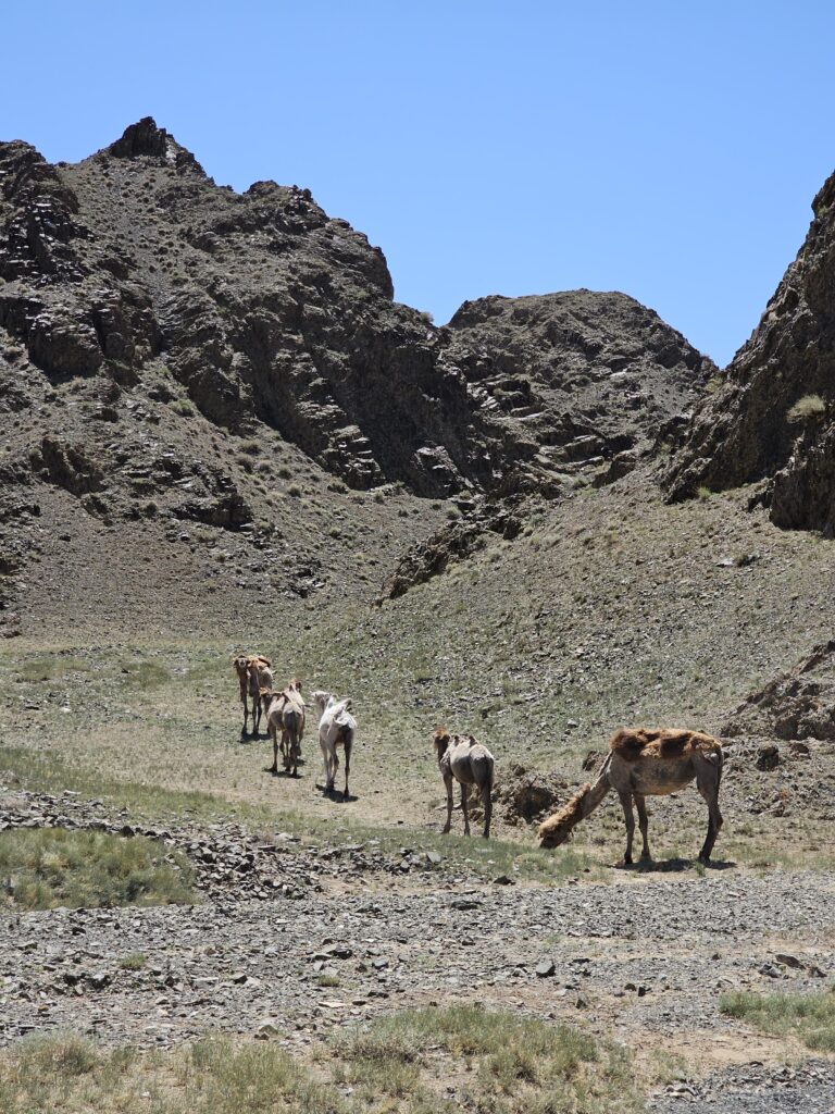 animals gobi desert mongolia