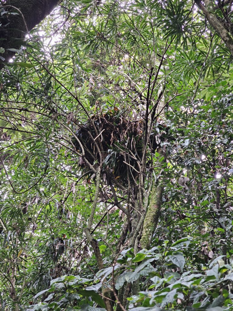 kibira national park chimpanzee nest