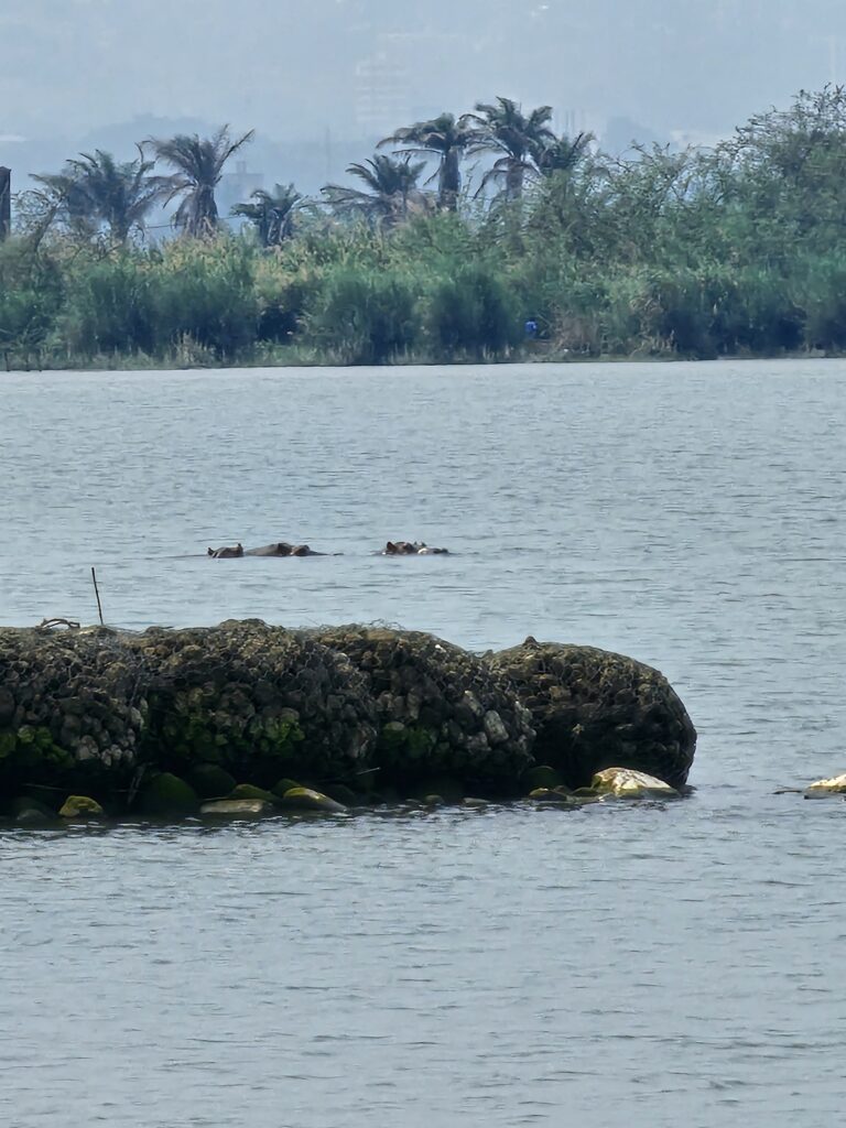 hippos lake tanganyika