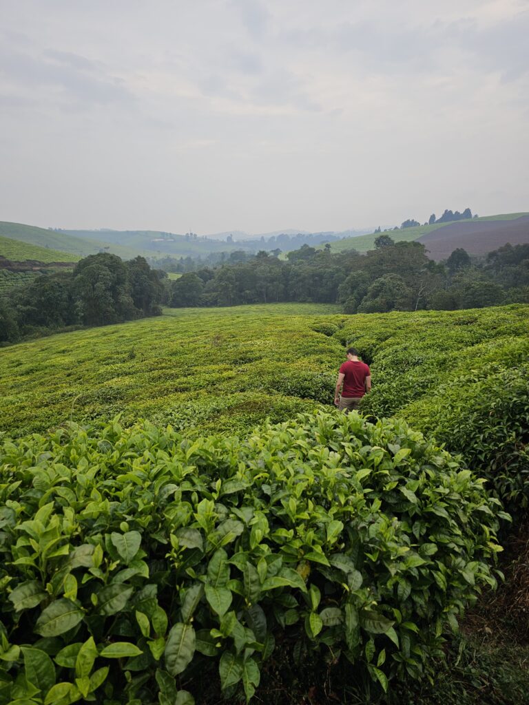 burundi teza tea fields