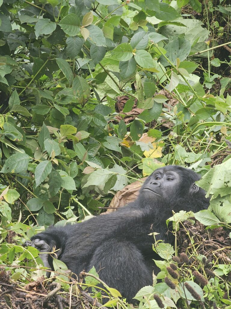 uganda gorilla trekking