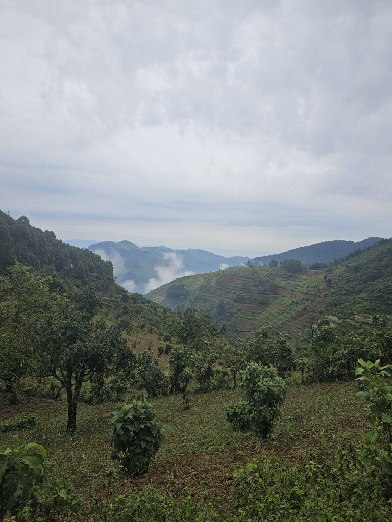 bwindi impenetrable forest uganda