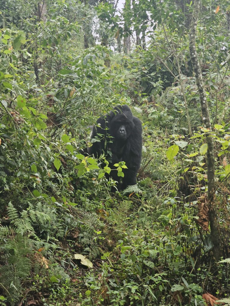 silverback gorilla bwindi uganda