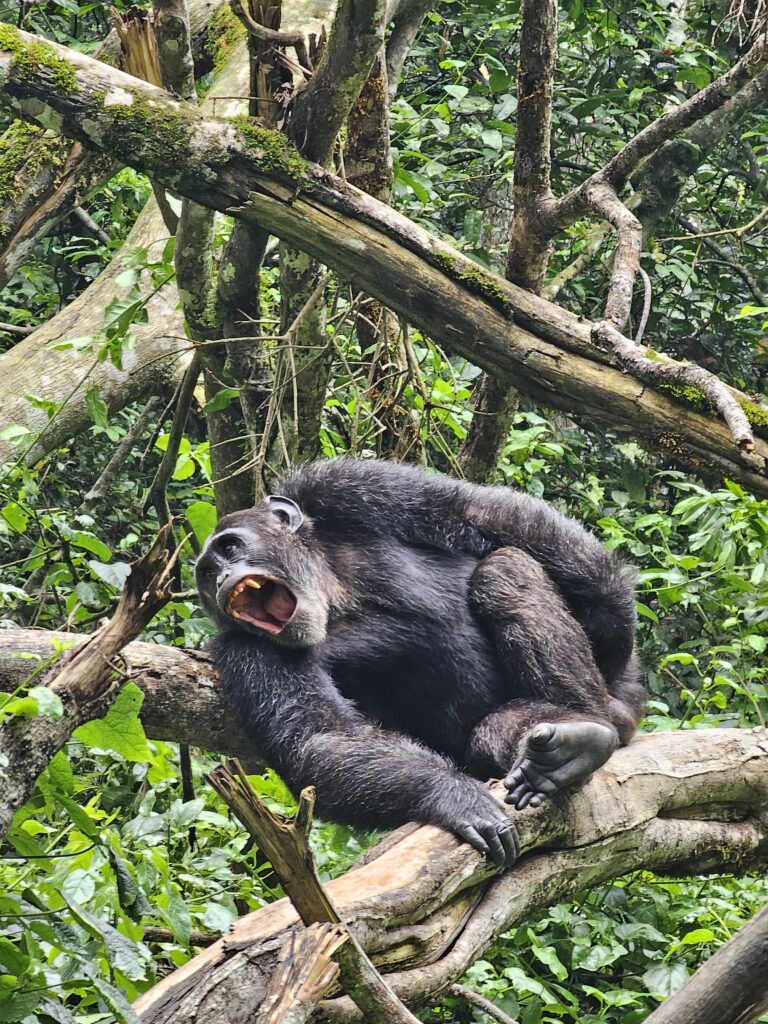 chimpanzee trekking kibale national park