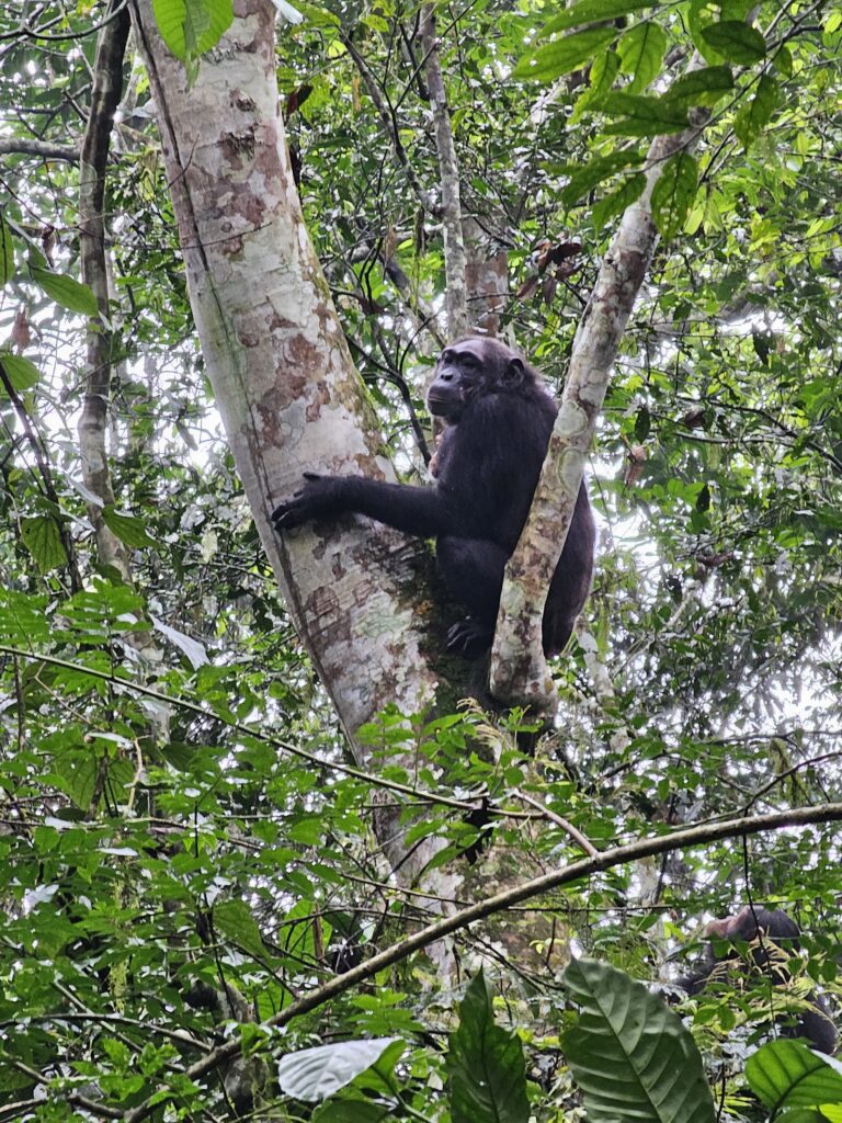 chimpanzee trekking uganda kibale