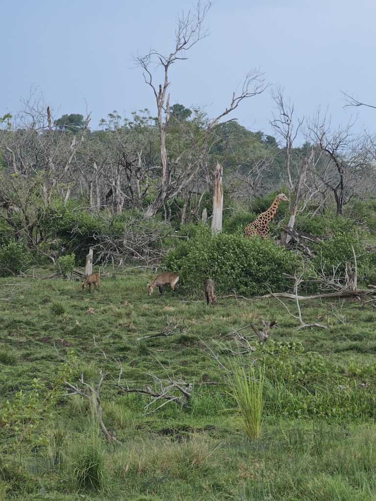 boat cruise murchison falls national park