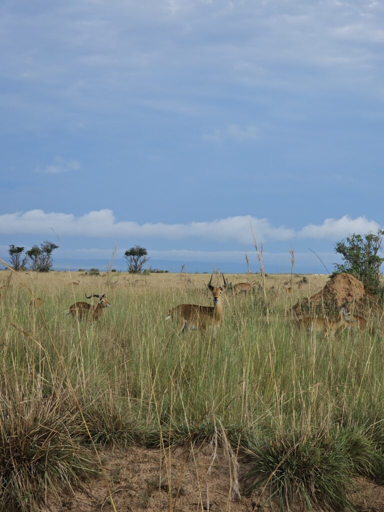 murchison falls game drive