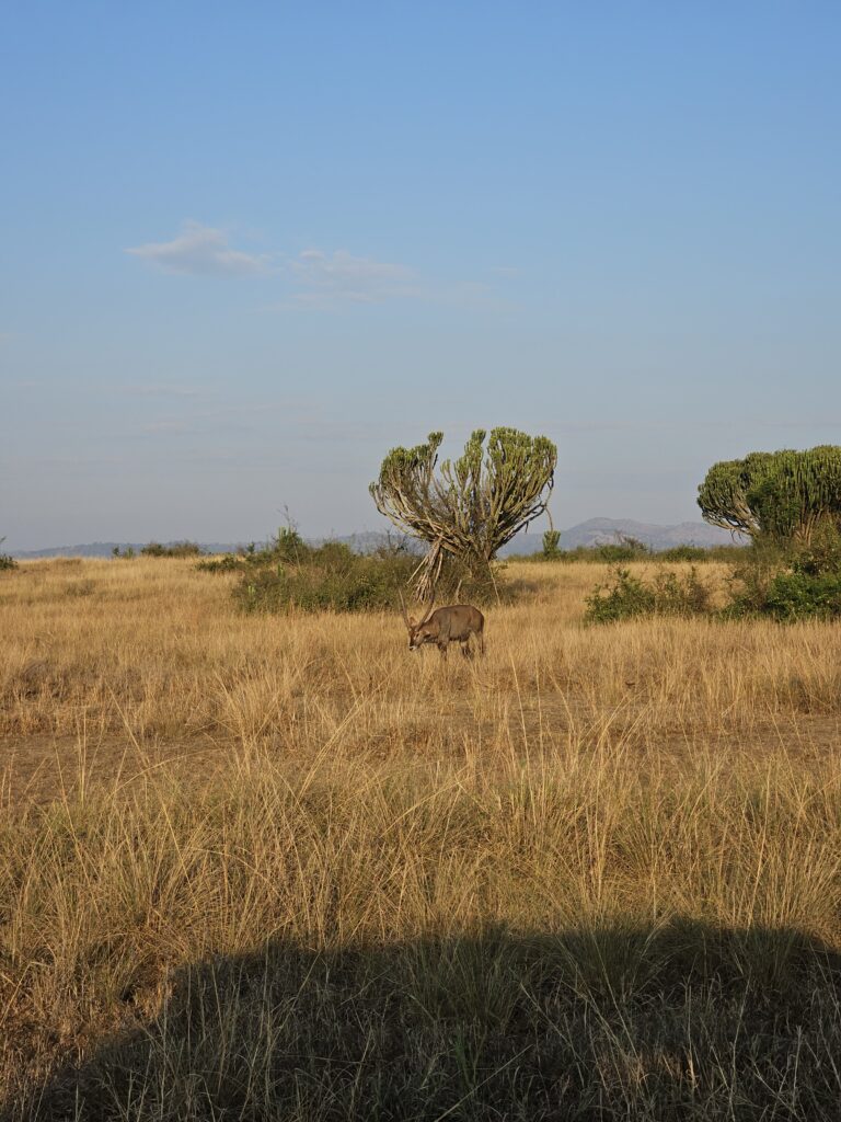 queen elizabeth national park uganda