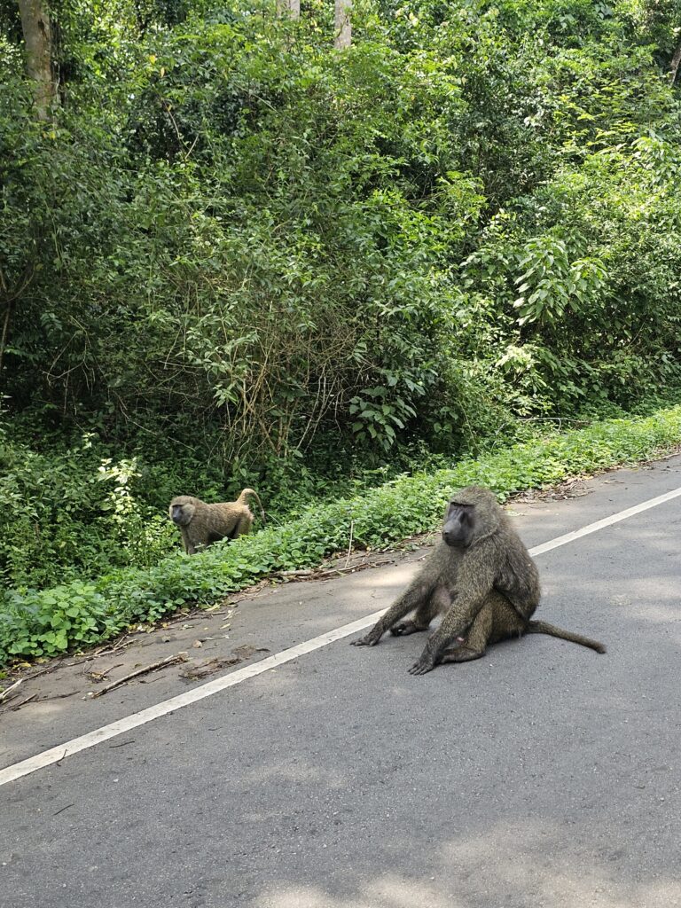 baboons roadside uganda