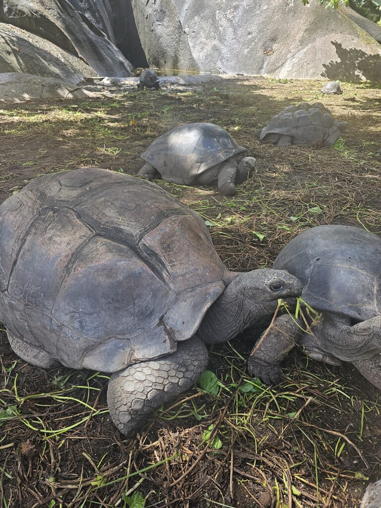 seychelles tortoises