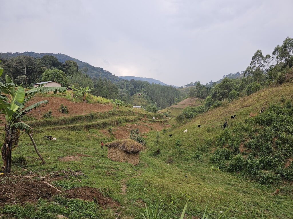 uganda bwindi impenetrable forest