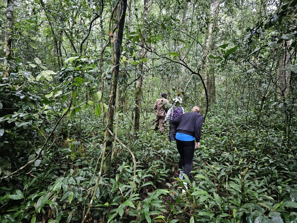 kibale chimpanzee trekking