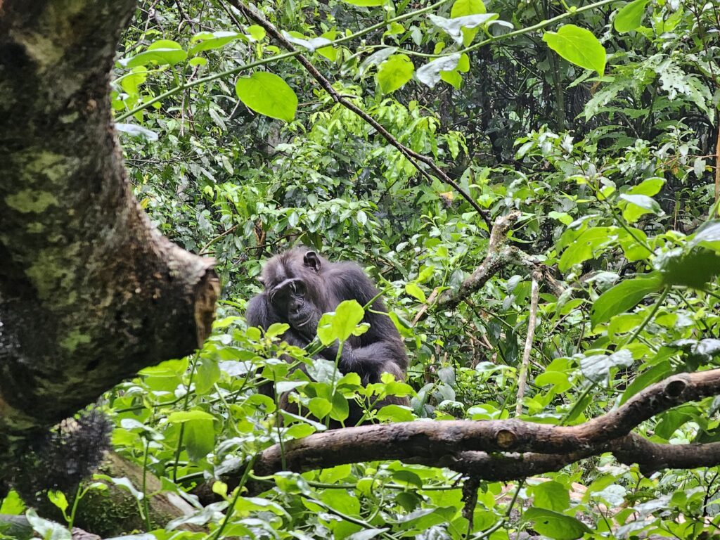 chimp trekking kibale
