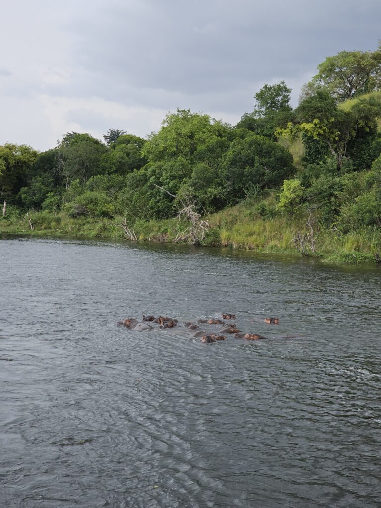 hippos murchison falls boat cruise