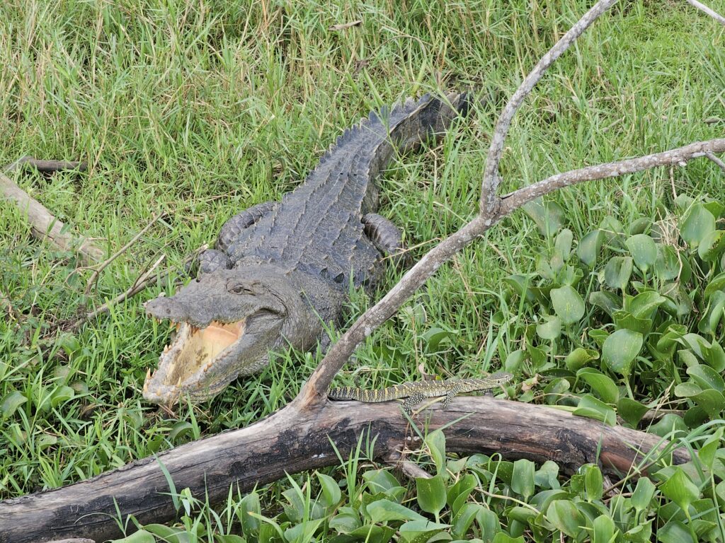 uganda murchison falls crocodile