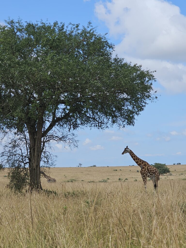 murchison falls national park game drive