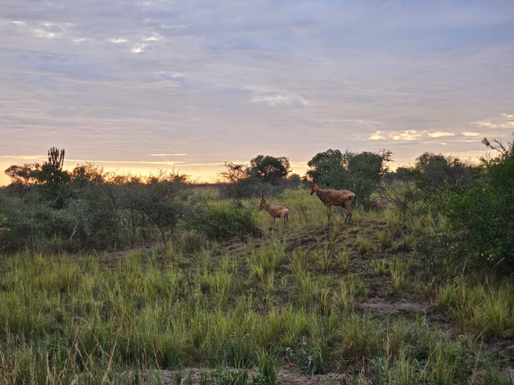 murchison falls game drive