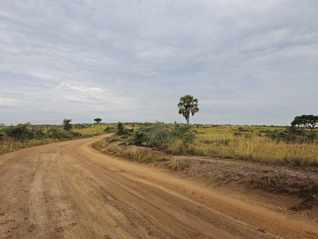 murchison falls game drive