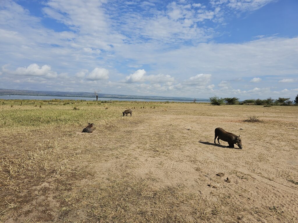 murchison falls game drive warthogs