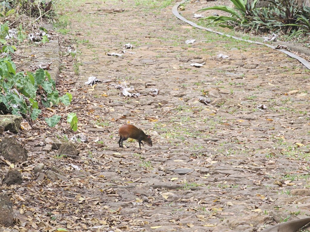 agouti french guiana