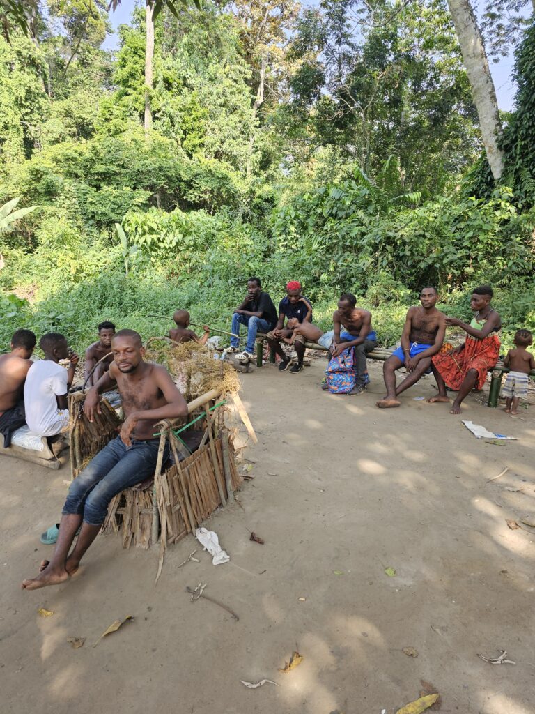 the pygmy tribe kribi