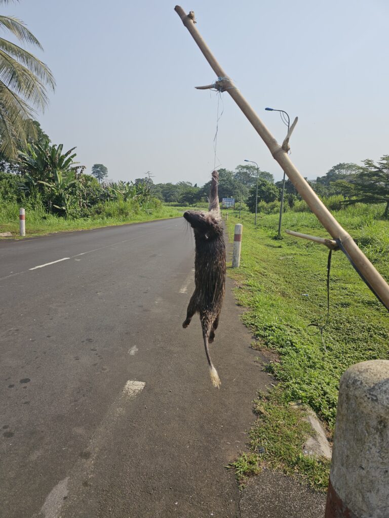 african porcupine bioko island