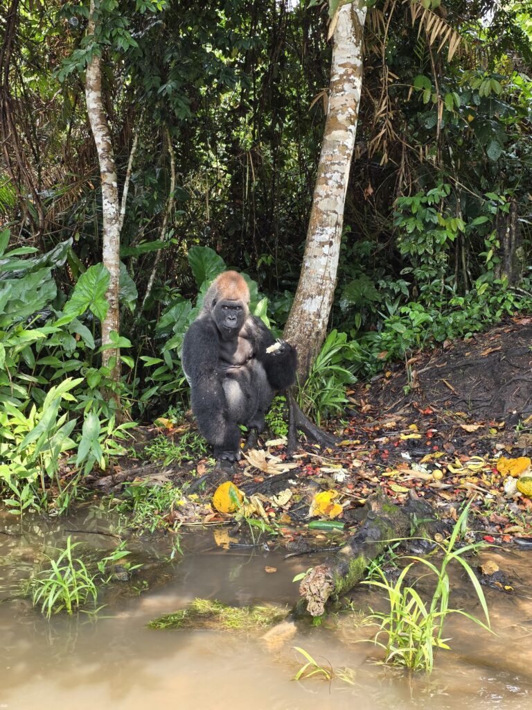 lesio louna gorilla congo